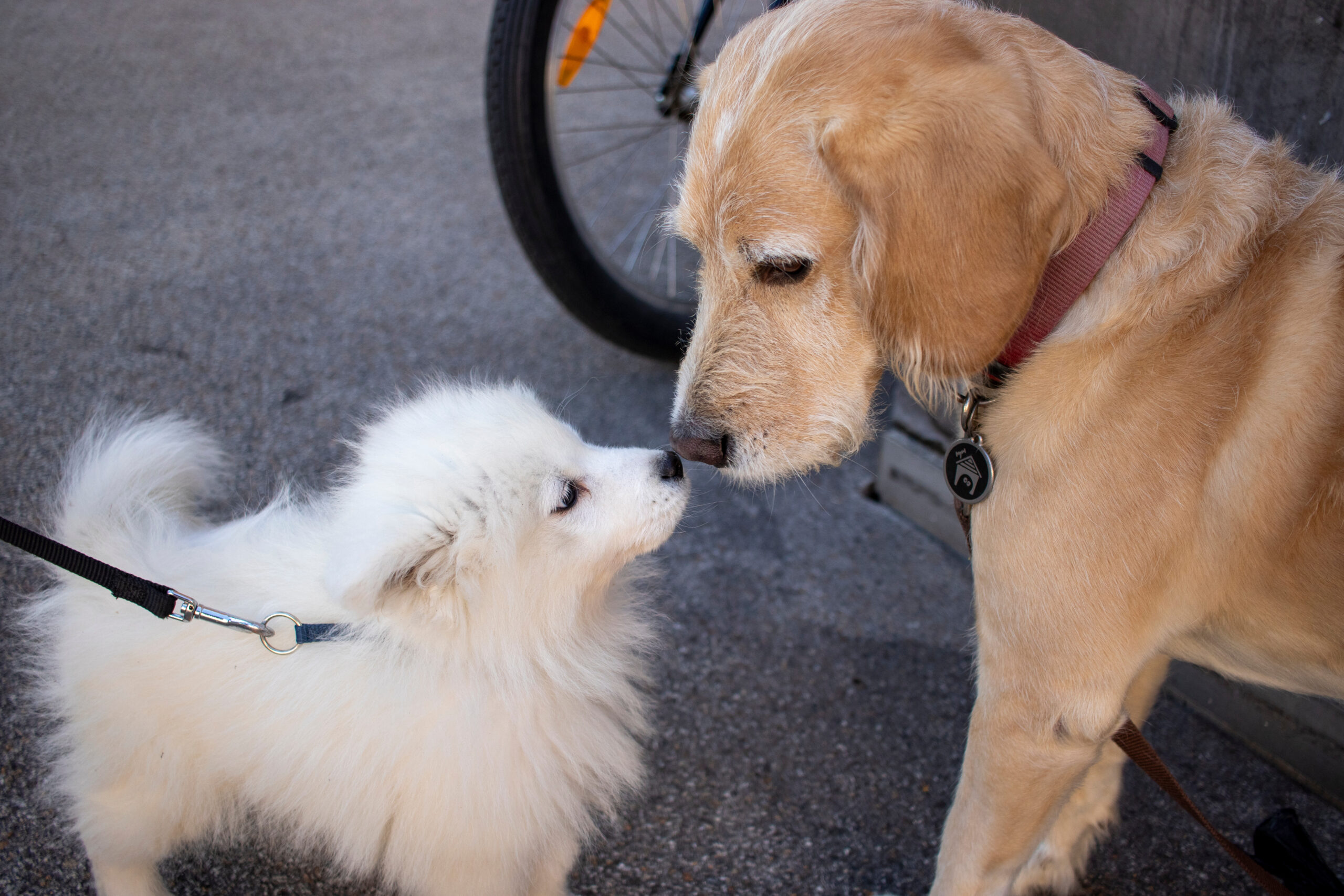 Tips on How to Socialize Your Pet!